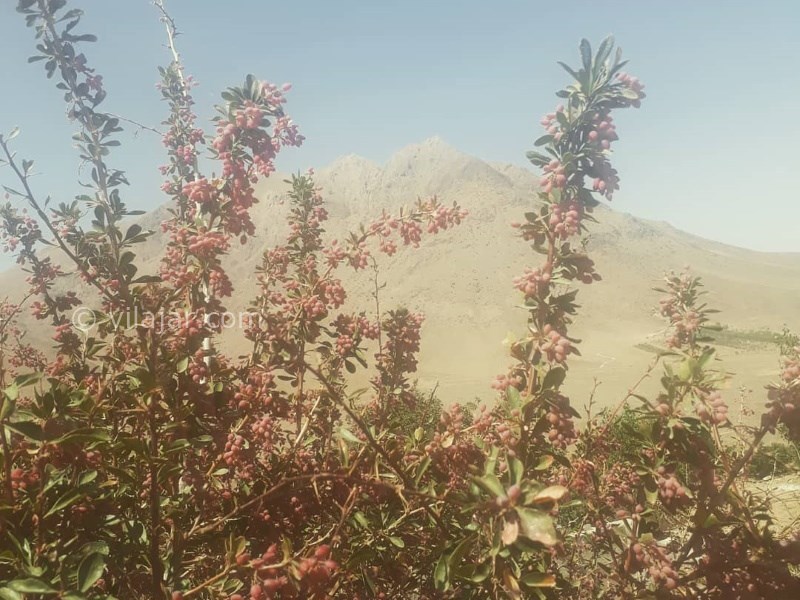 عکس شماره 640871 - اقامتگاه بوم گردی چشمه پیتا - زرشک ارگانیک از محصولات اقامتگاه