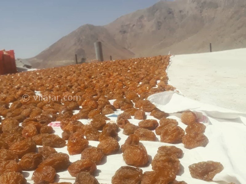 عکس شماره 640872 - اقامتگاه بوم گردی چشمه پیتا - آلو خورشتی ارگانیک از محصولات اقامتگاه