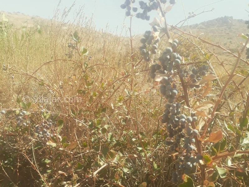 عکس شماره 640874 - اقامتگاه بوم گردی چشمه پیتا - 