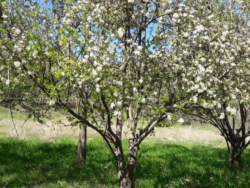 عکس شماره 640899 - اقامتگاه بوم گردی سرای هما - 