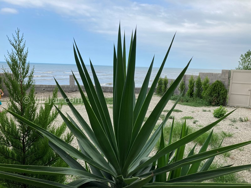 عکس شماره 641111 - اجاره ویلا لب دریا در شیرود - 