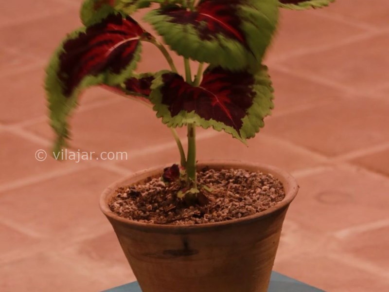 عکس شماره 641436 - اقامتگاه بومگردی سرای ایل سنگسر - 