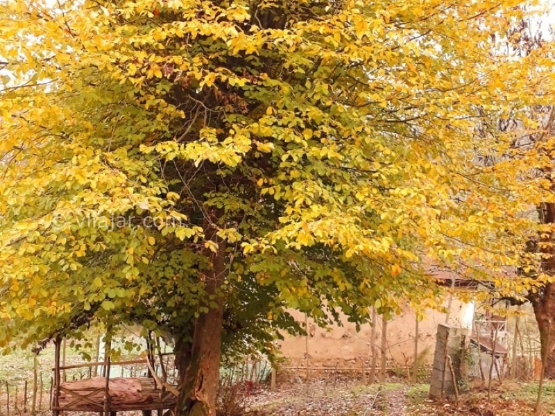 عکس شماره 642764 - اجاره خانه روستایی جنگلی در رودبار - 