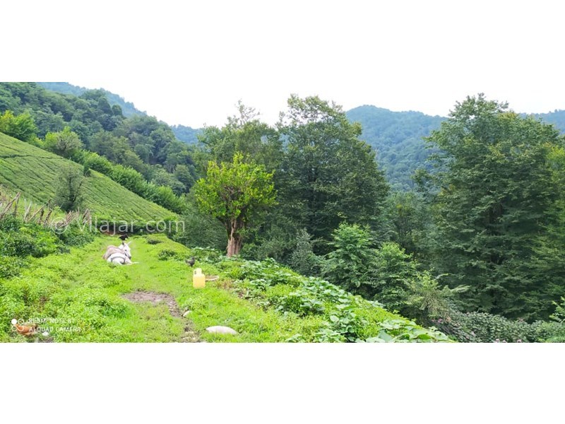 عکس شماره 645068 - کلبه جنگلی در قلعه رودخان فومن - 