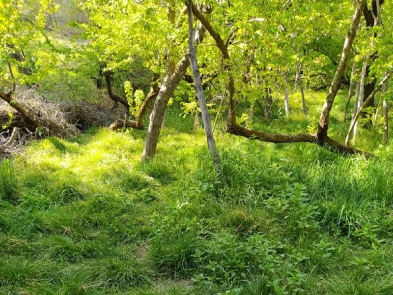 عکس شماره 648929 - اجاره ویلا باغ نزدیک شاندیز مشهد - 