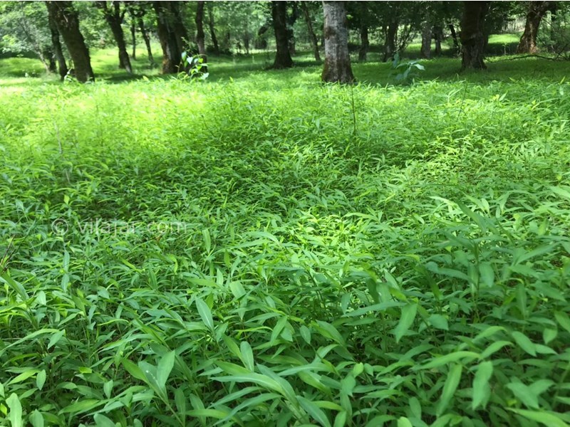 عکس شماره 650145 - اجاره ویلا در ماکلوان فومن - حیاط