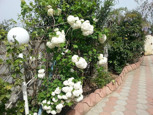 عکس شماره 65183 - اجاره ویلا جنگلی در هچیرود - 