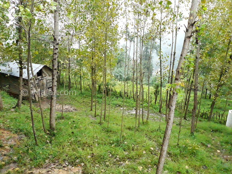 عکس شماره 654030 - اجاره خانه روستایی جنگلی در رودبار - 