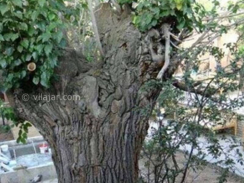 عکس شماره 660114 - اقامتگاه بوم گردی خانه نخجیر - 