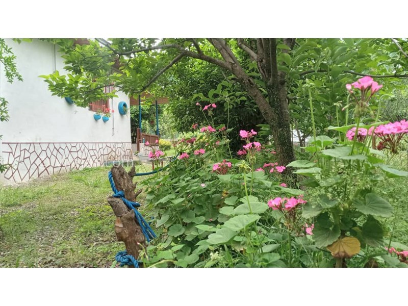 عکس شماره 660805 - ویلا باغ اجاره ای در ماسال - 