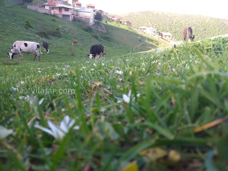 عکس شماره 664592 - اجاره اقامتگاه رامسر جنگل دالخانی - 