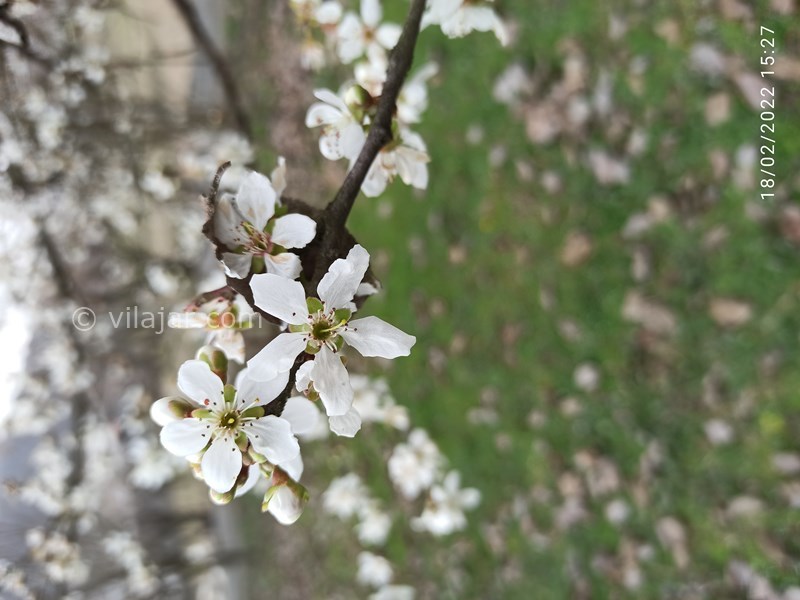 عکس شماره 676021 - اجاره ویلا جنگلی اطراف سوادکوه - 