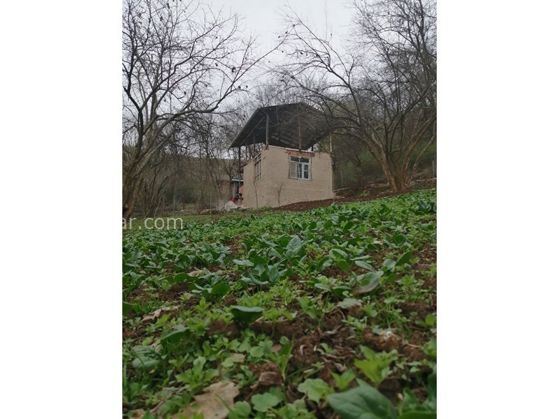 عکس شماره 677375 - خونه باغ مزرعه پدر بزرگ در بهشهر -