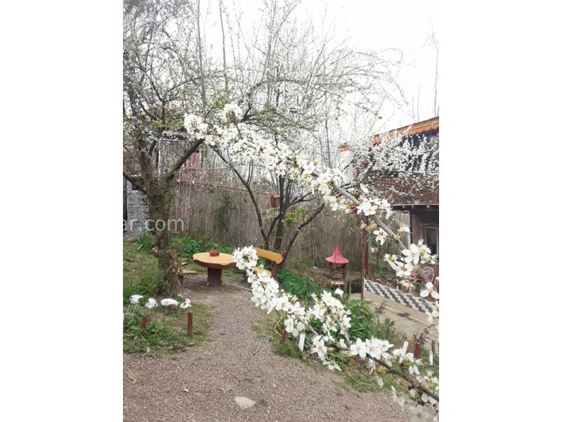 عکس شماره 677801 - اجاره ویلا جنگلی در ماسال - 