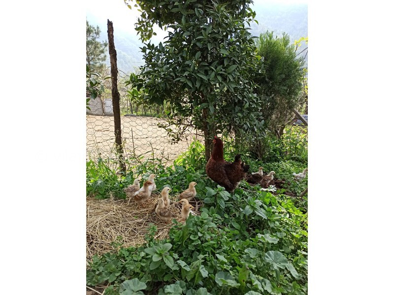 عکس شماره 678217 - اجاره ویلا جنگلی روستایی ماسال - تجربه زندگی روستایی