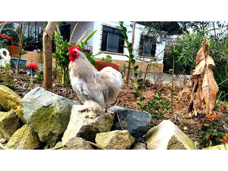 عکس شماره 678712 - اجاره ویلا در ولی آباد تنکابن - 