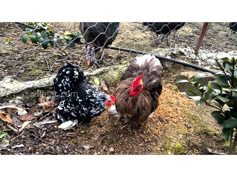 عکس شماره 678716 - اجاره ویلا در ولی آباد تنکابن - 