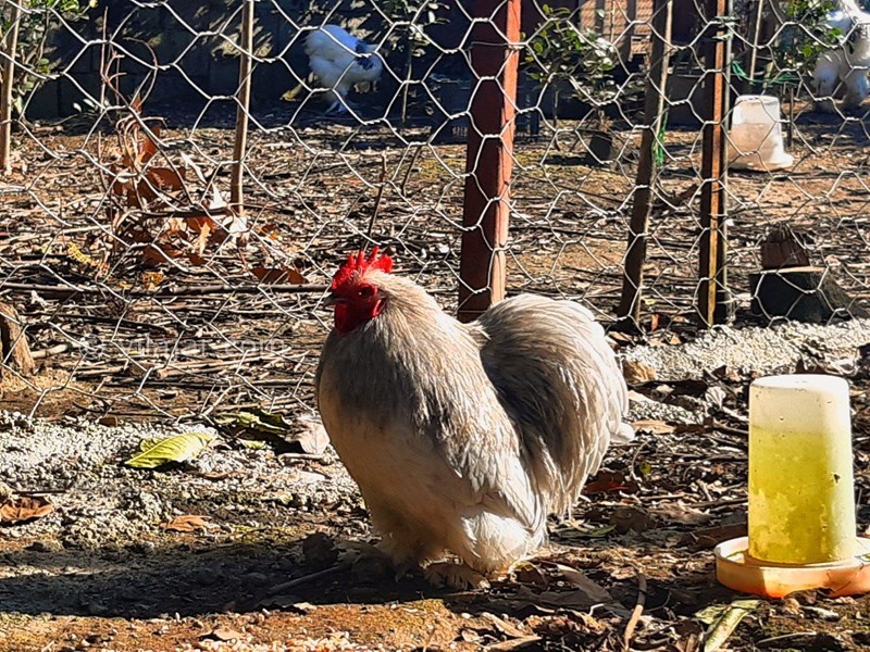 عکس شماره 678717 - اجاره ویلا در ولی آباد تنکابن - 