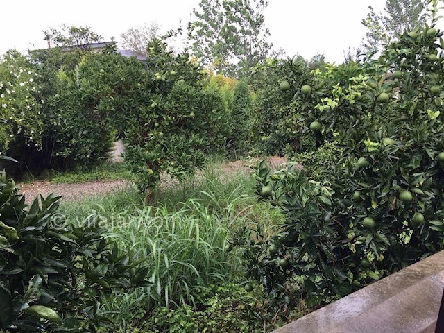 عکس شماره 68017 - اجاره ویلا در کلارآباد - 