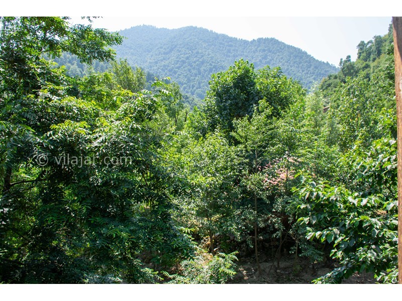 عکس شماره 688019 - اجاره واحد جنگلی لب رودخانه - 