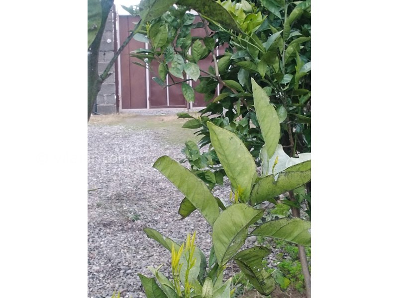 عکس شماره 688808 - اجاره اقامتگاه جنگلی در ماسال - 