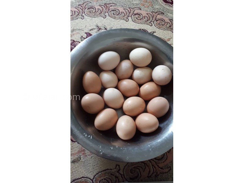 عکس شماره 691763 - متل ویلا رعنا با استخر در دزفول - تخم مرغ محلی تولید متل ویلا -صرف غذای سالم وارگانیک /نظافت ،آراستگی، نظم و تکریم مهمان شعار متل رعناست 