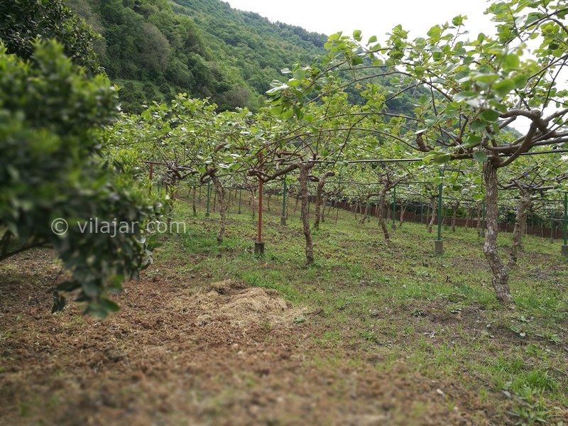 عکس شماره 693965 - اجاره ویلا در جواهرده رامسر -