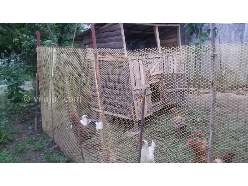 عکس شماره 694230 - اجاره ویلا در ماسال - مرغان در قفس