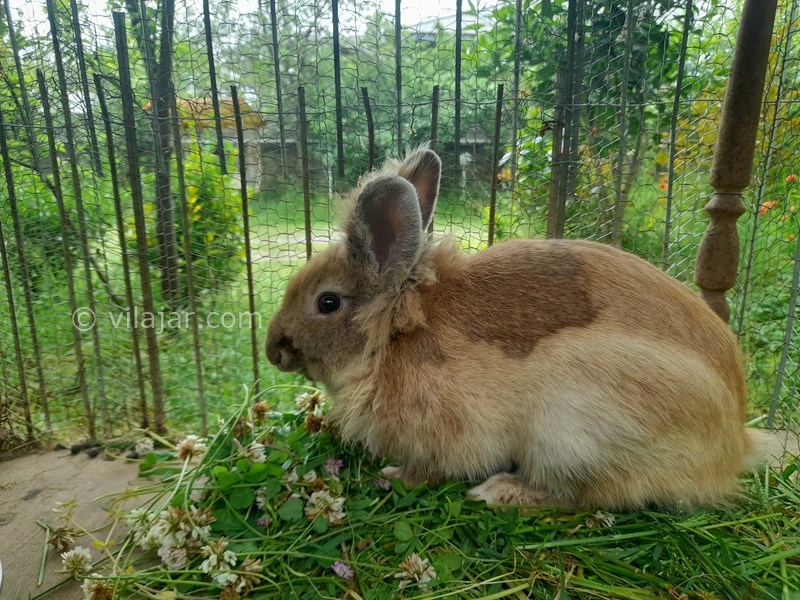 عکس شماره 694237 - اجاره ویلا در ماسال - خرگوش رییس