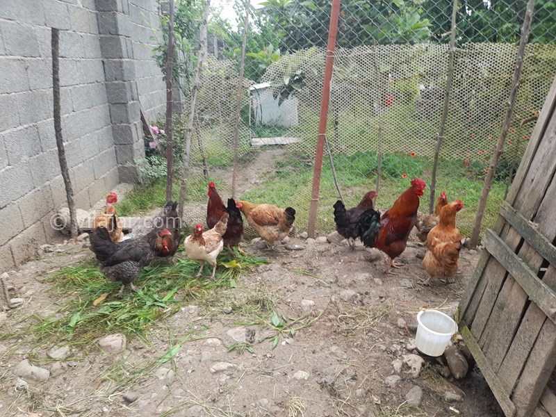 عکس شماره 694238 - اجاره ویلا در ماسال - مرغان درویلا