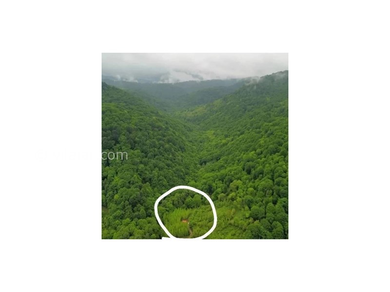 عکس شماره 694932 - اجاره ویلا در سوادکوه جوارم - نمای کلبه وسط جنگل