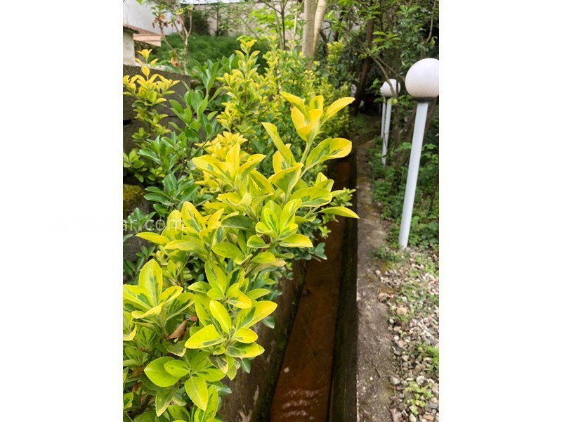 عکس شماره 695138 - اجاره ویلا با استخر روباز عباس آباد - 