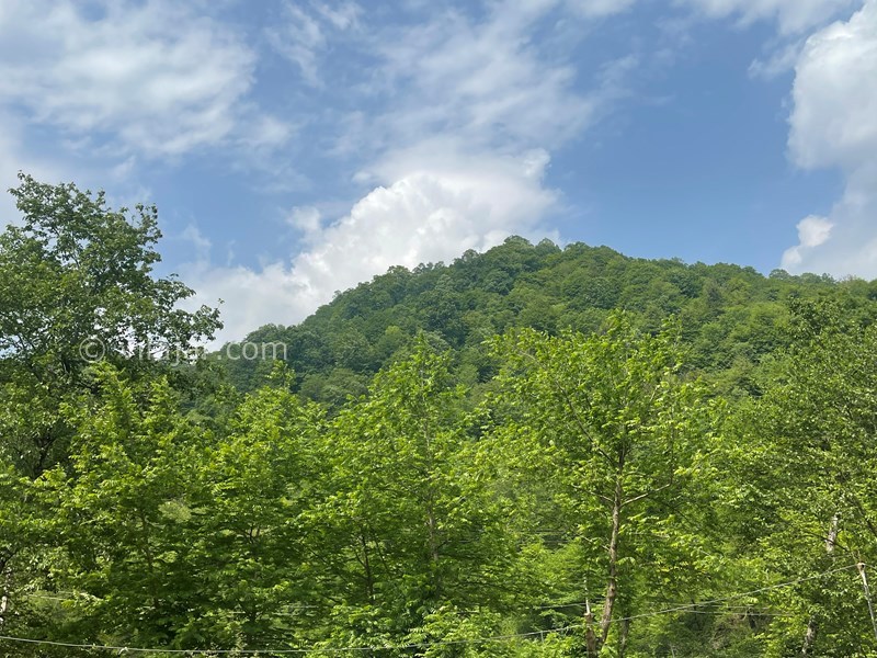 عکس شماره 695753 - اجاره ویلا در شاندرمن گیلان - ویو جنگل