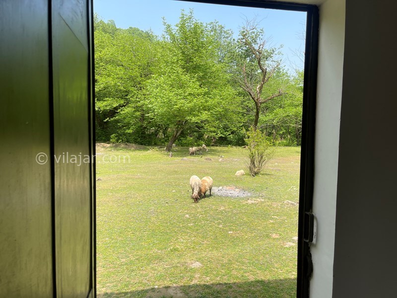 عکس شماره 695807 - اقامتگاه جنگلی در شاندرمن گیلان - 