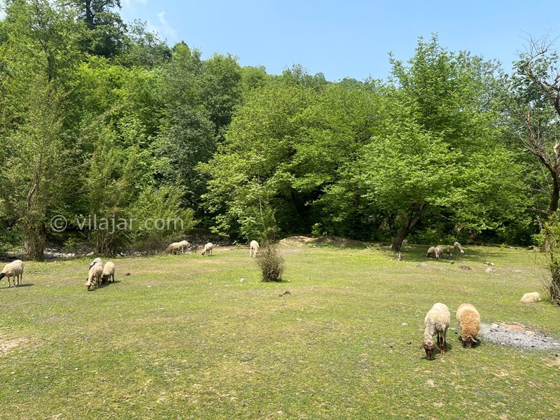 عکس شماره 695808 - اقامتگاه جنگلی در شاندرمن گیلان - 