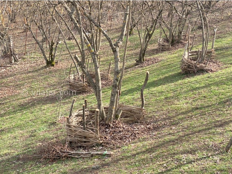 عکس شماره 695872 - اجاره اقامتگاه در جاده دو هزار تنکابن - 