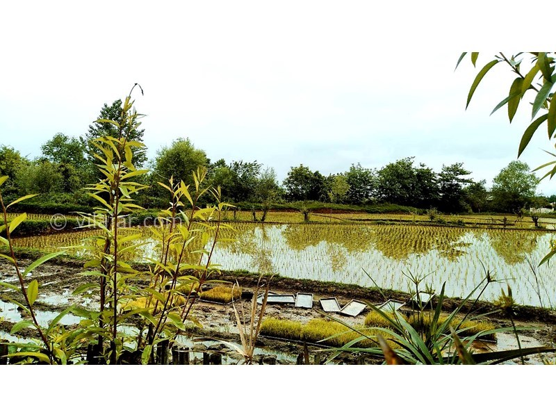 عکس شماره 695972 - ویلا باغ اجاره ای در ماسال - دلبازی و شالیزار های اصراف