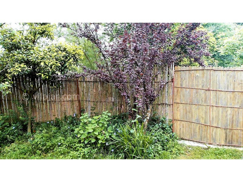 عکس شماره 695974 - ویلا باغ اجاره ای در ماسال - پرچین سنتی و گل و گیاه