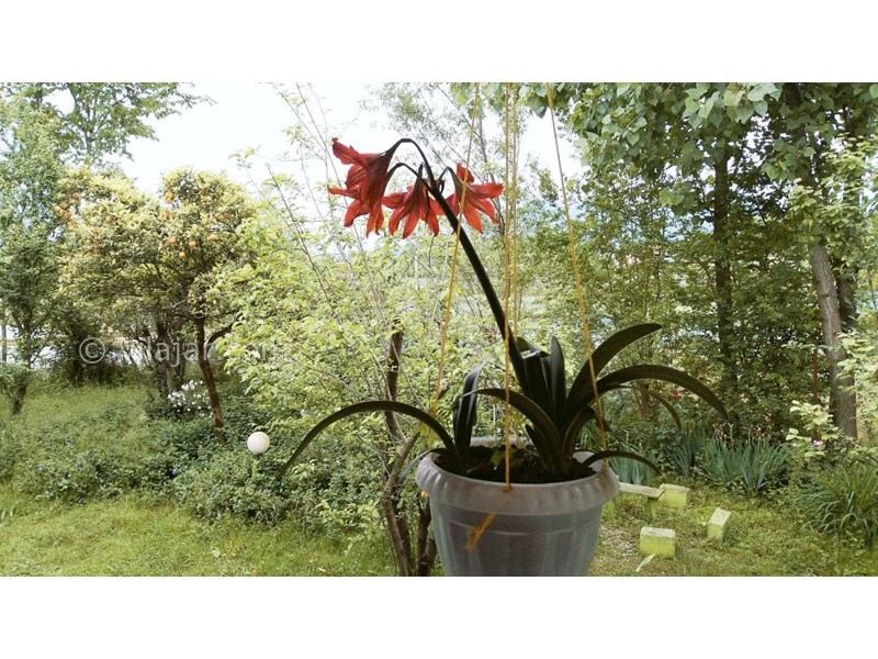 عکس شماره 695982 - ویلا باغ اجاره ای در ماسال - 