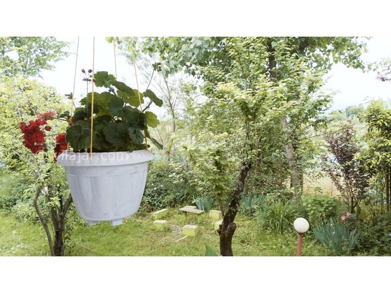عکس شماره 695983 - ویلا باغ اجاره ای در ماسال - 