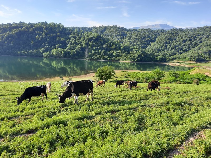 عکس شماره 696235 - اجاره ویلا در سوادکوه لفور - 