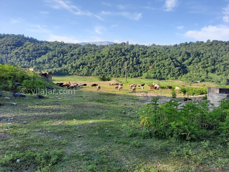 عکس شماره 696236 - اجاره ویلا در سوادکوه لفور - 