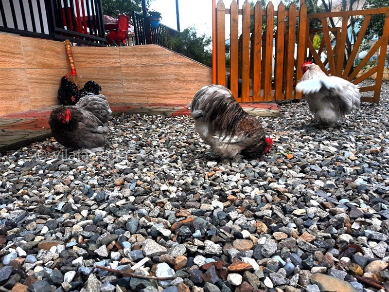 عکس شماره 696915 - اجاره ویلا در ولی آباد تنکابن - 