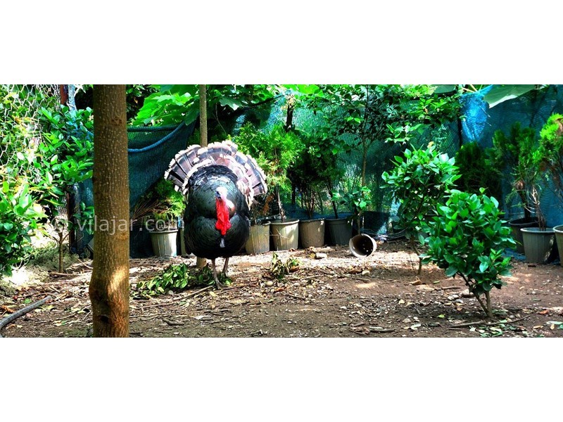 عکس شماره 700316 - اجاره ویلا در ولی آباد تنکابن - داخل فنس میباشند 