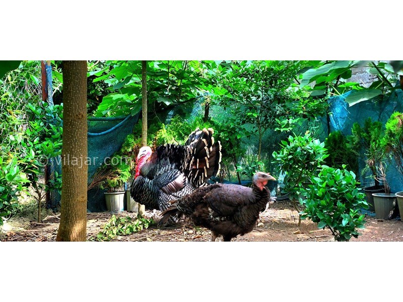 عکس شماره 700317 - اجاره ویلا در ولی آباد تنکابن - داخل فنس میباشند