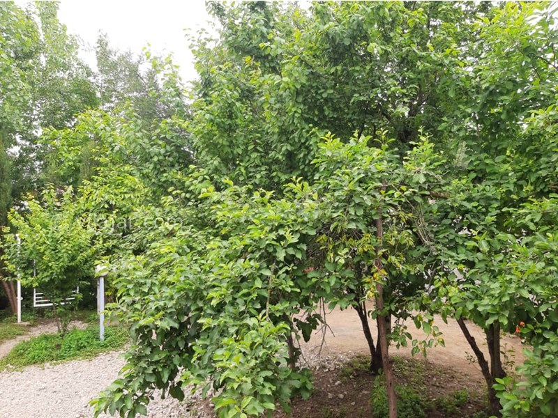 عکس شماره 700340 - اجاره ویلا باغ جنگلی شاندرمن - 