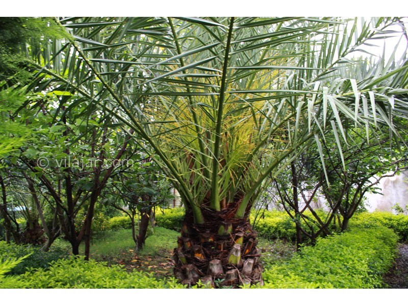 عکس شماره 701112 - اجاره ویلا باغ در ماسال - نمای باغ