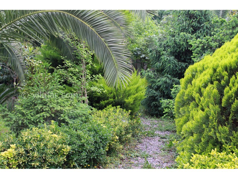 عکس شماره 701123 - اجاره ویلا باغ در ماسال - نمای باغ