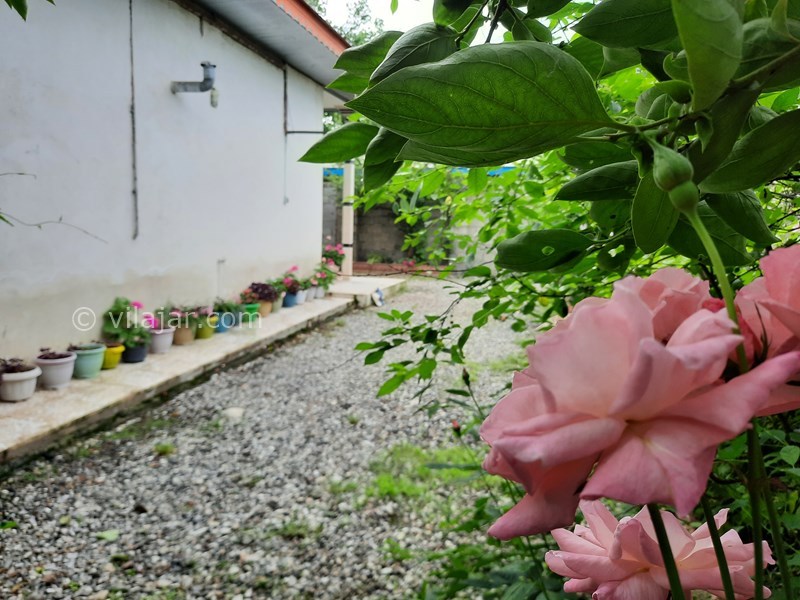 عکس شماره 701882 - اجاره ویلای دربست در ماسال - 