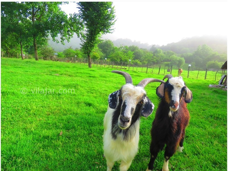 عکس شماره 703127 - ویلا ماسال چشم انداز جنگل و شالیزار - 